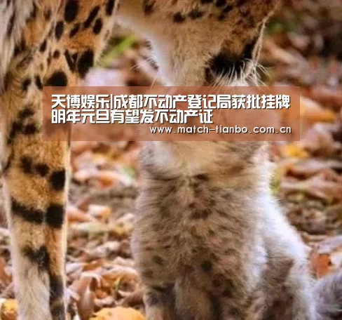 天博APP互动