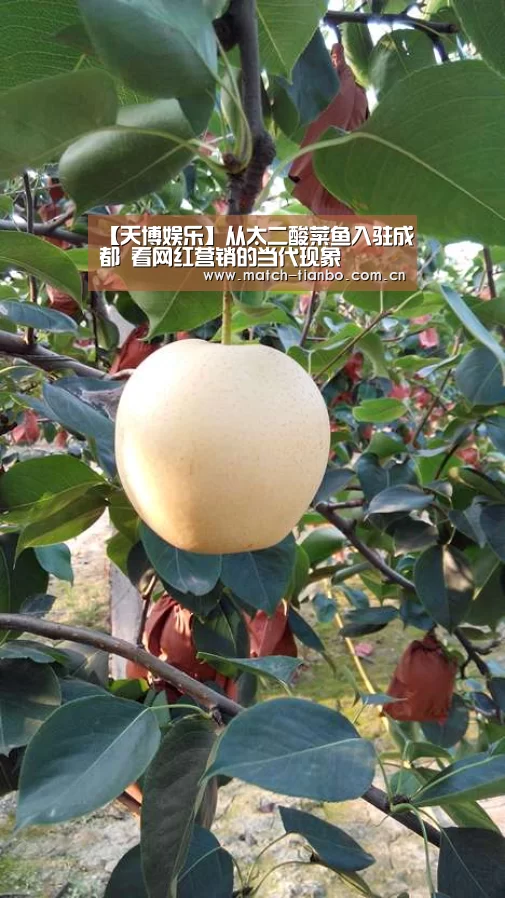 【天博娱乐】从太二酸菜鱼入驻成都 看网红营销的当代现象(图3) 天博体育资讯