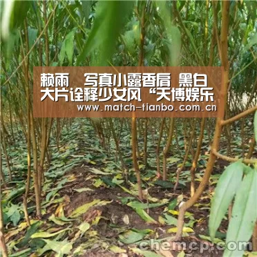 赖雨濛写真小露香肩 黑白大片诠释少女风“天博娱乐”(图2) 天博体育资讯